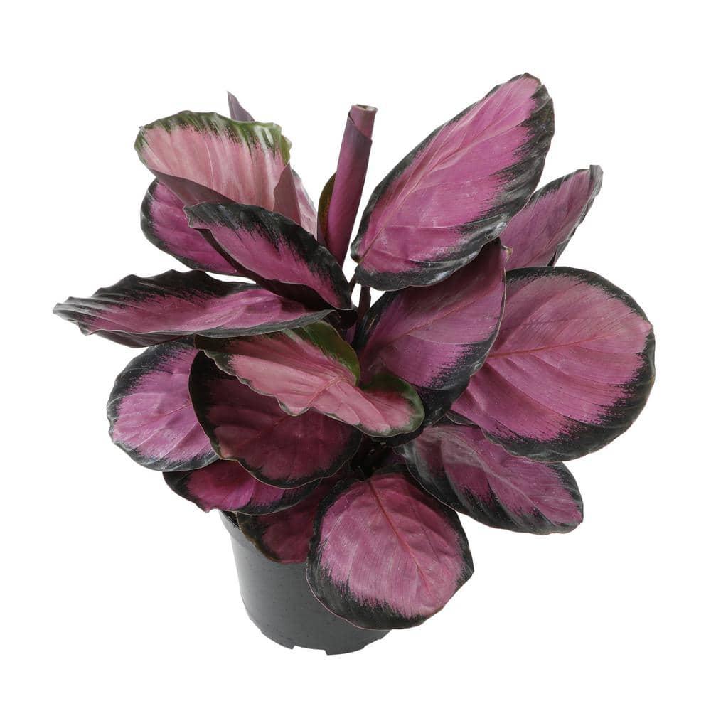 Purple Rose, Calathea Roseopicta | 6in Pot | Live Houseplant, Partial Sun | Element by Altman Plants