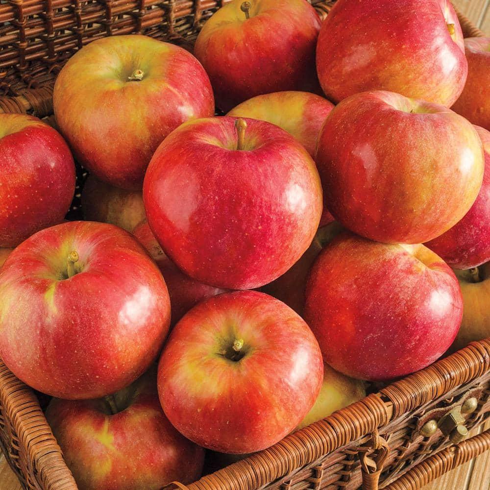 Sweet Sixteen Apple Standard Dormant Bare Root Starter Fruit Tree, 1-Pack