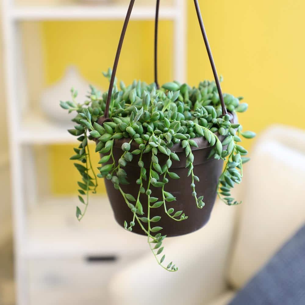 Element By Altman Plants String of Pearls Succulent (Senecio Rowleyanus) 6" Live Plant Hanging Basket