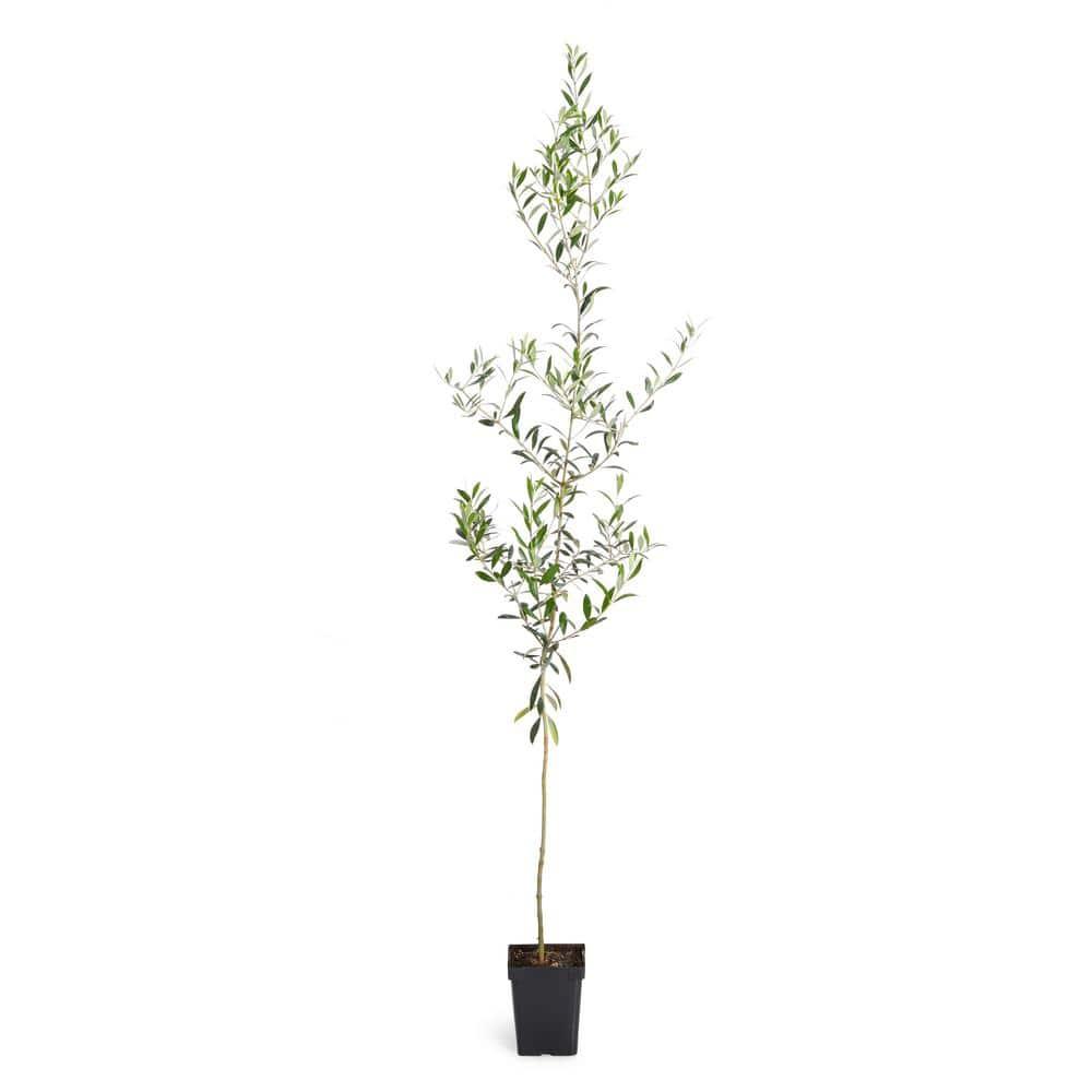 Brighter Blooms Arbequina Olive Tree - Grow Your Own Delicious Olives - Cannot Ship to AZ - 3-4 ft.