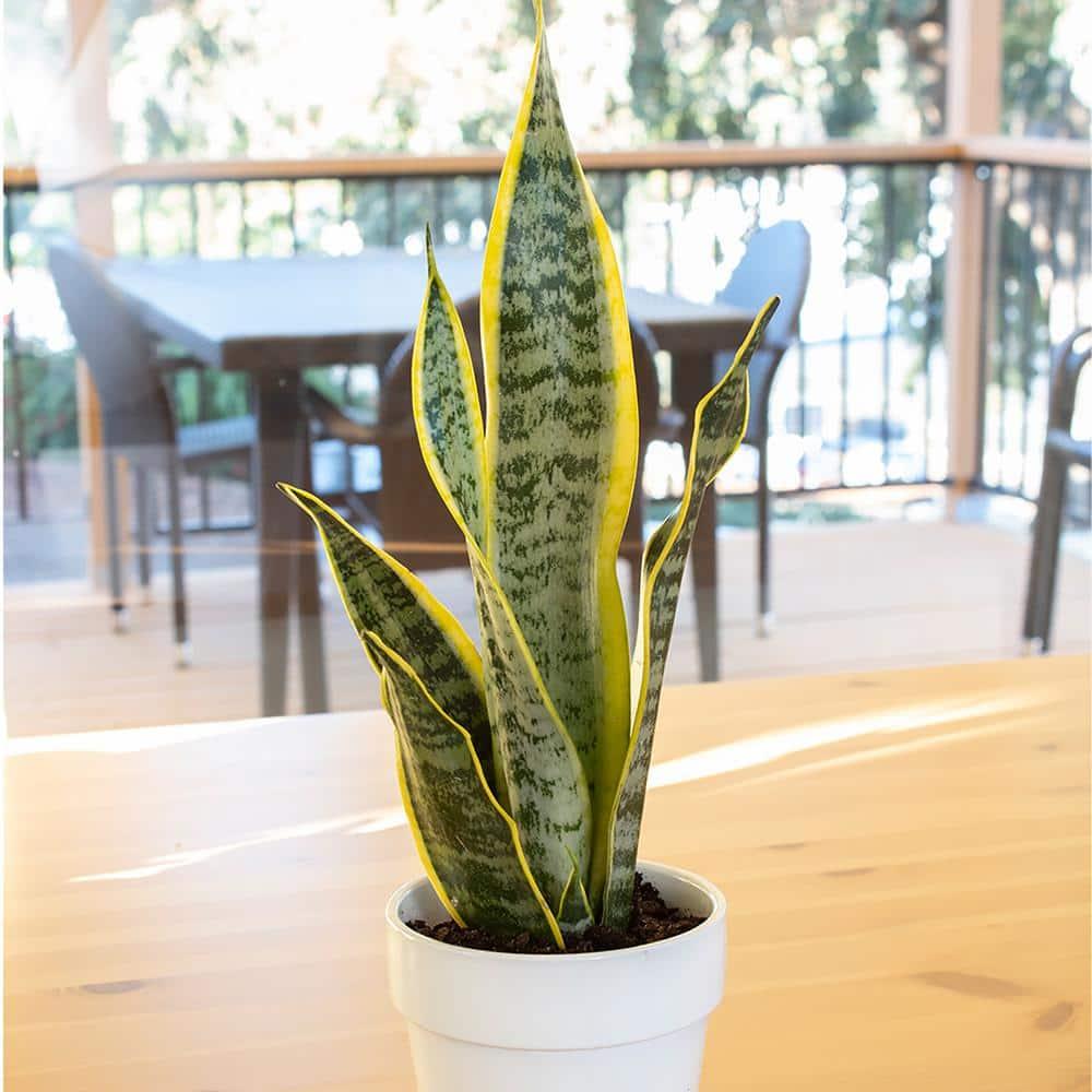 Striped and Variegated Live Snake Plant (Sansevieria Laurentii) Air Purifying Houseplant in 4.25 in. Grower Pot