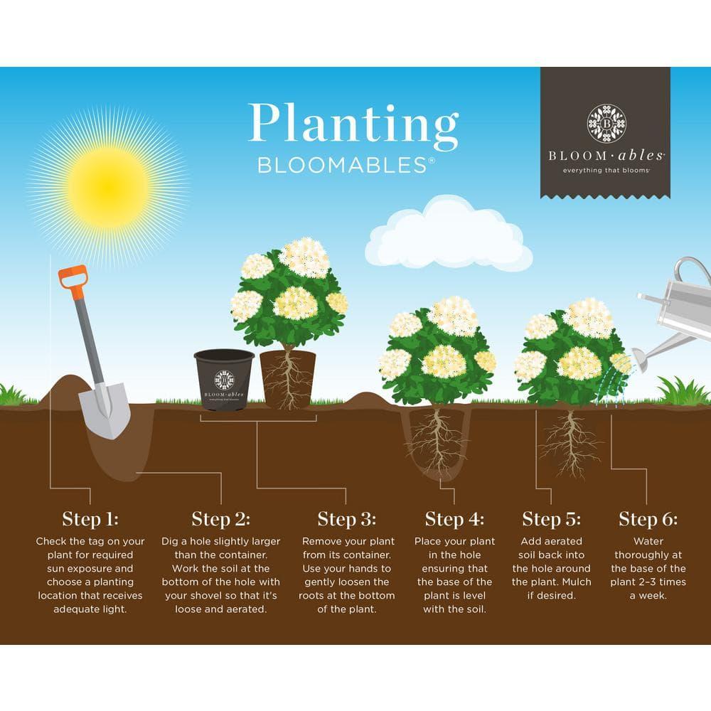 3 Gal. Bloomables Bellini Strawberry Crape Myrtle Shrub with Red Flowers