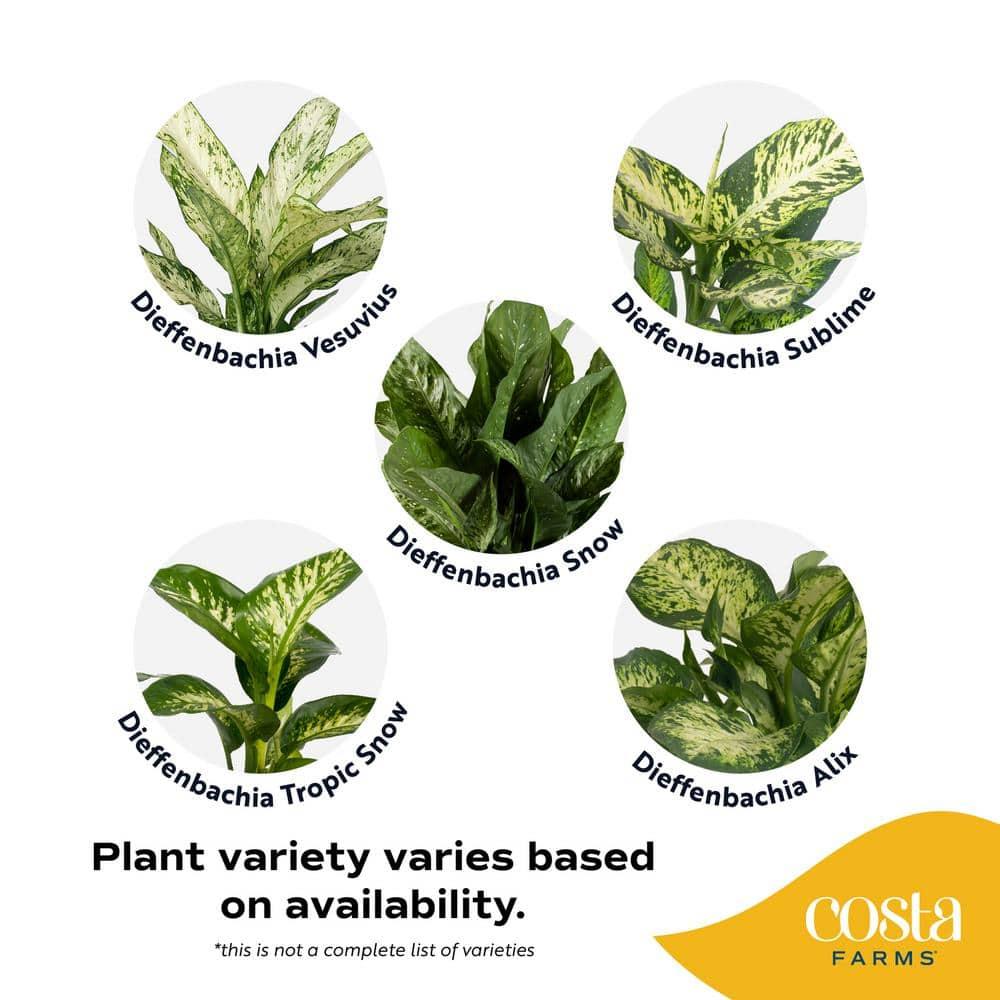 Costa Farms 12" Tall Dieffenbachia, Bright Indirect Sunlight, Indoor Live House Plants, Grow Pot