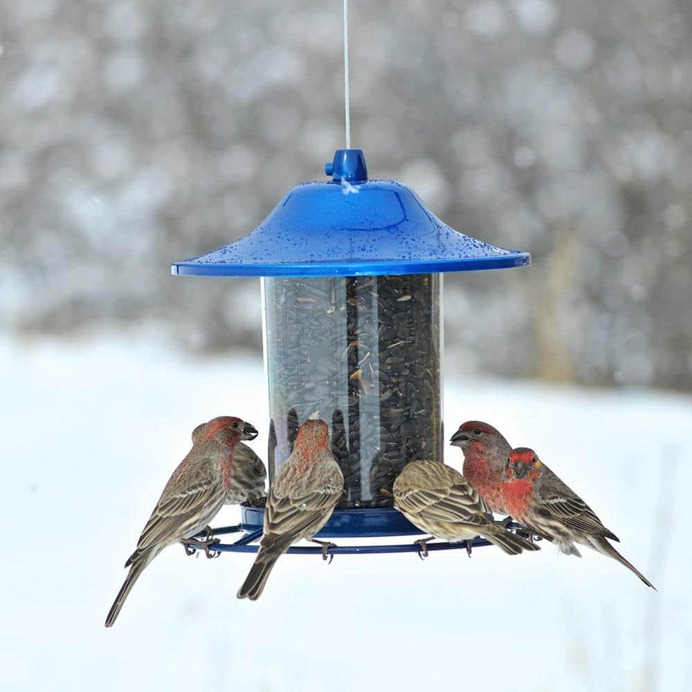 Perky-Pet Wild Bird 2 lb Metal/Plastic Panorama Bird Feeder 1 ports (Case of 2)