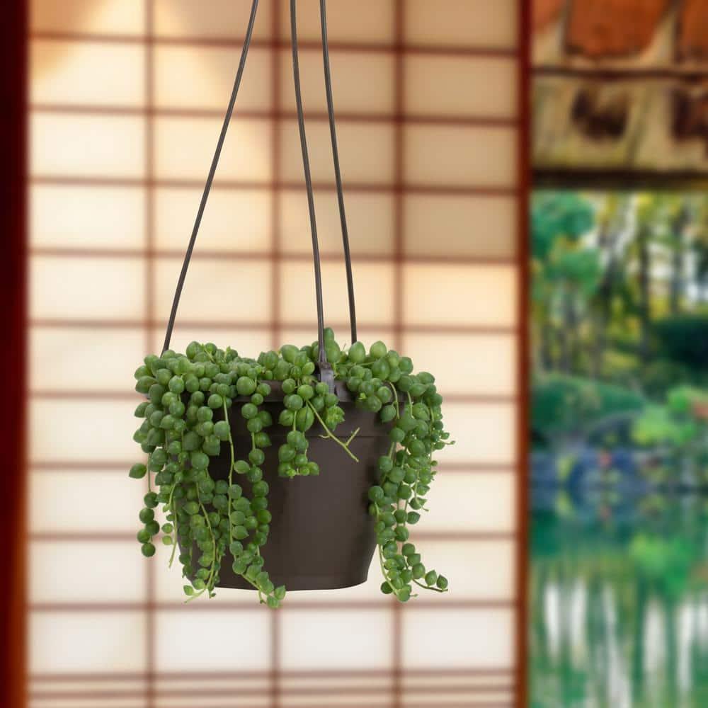 Element By Altman Plants String of Pearls Succulent (Senecio Rowleyanus) 6" Live Plant Hanging Basket
