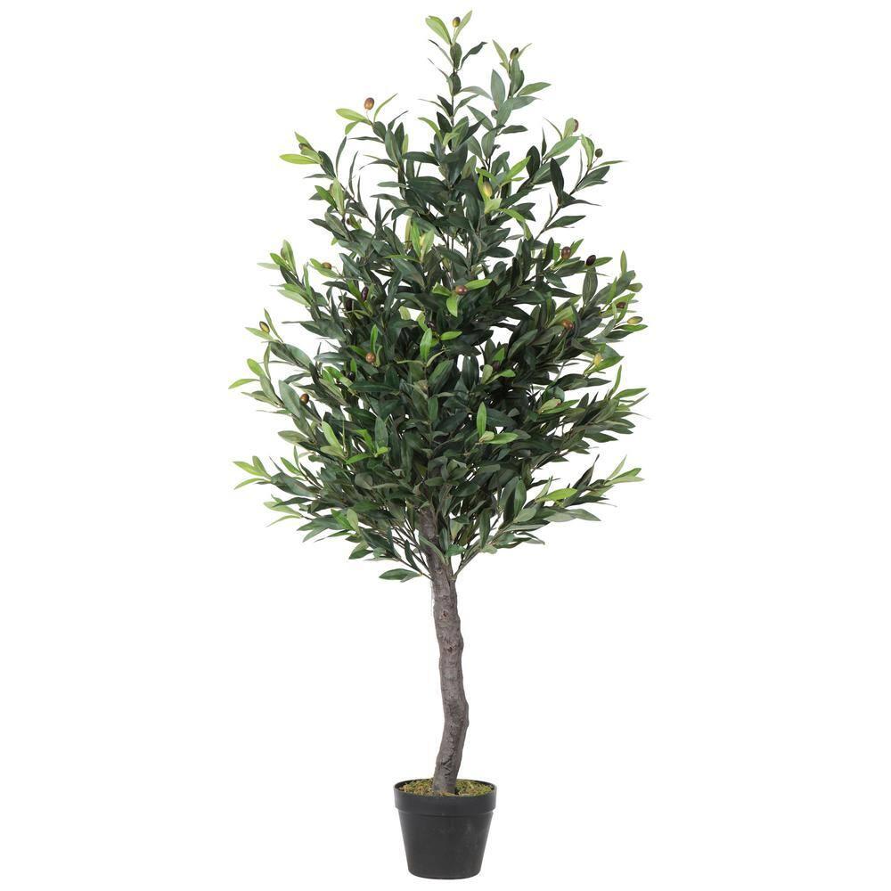 50 in. Green Olive Tree in Pot