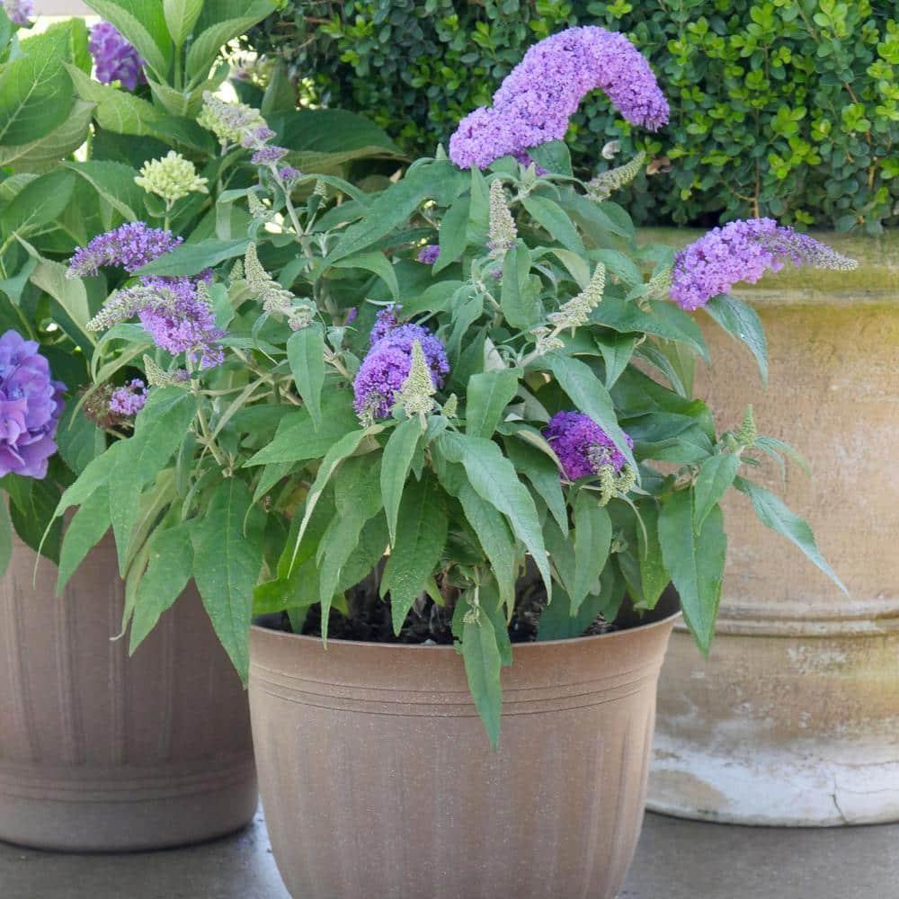 Proven Winner Pugster Amethyst 2 Gal. Buddleia, Purple Blooms