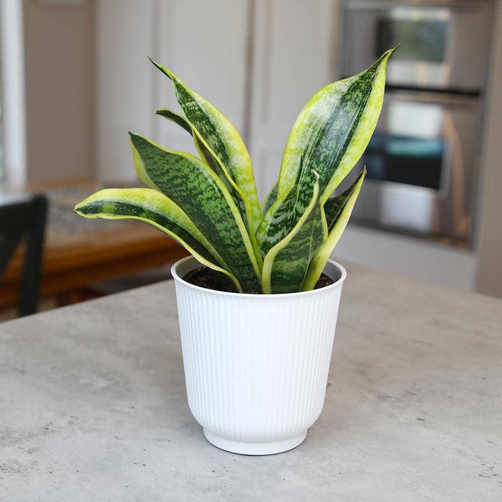 Superba Snake Plant, Clean Air Houseplant | 4.25 in Decor Pot; Full Sun | Element by Altman Plants