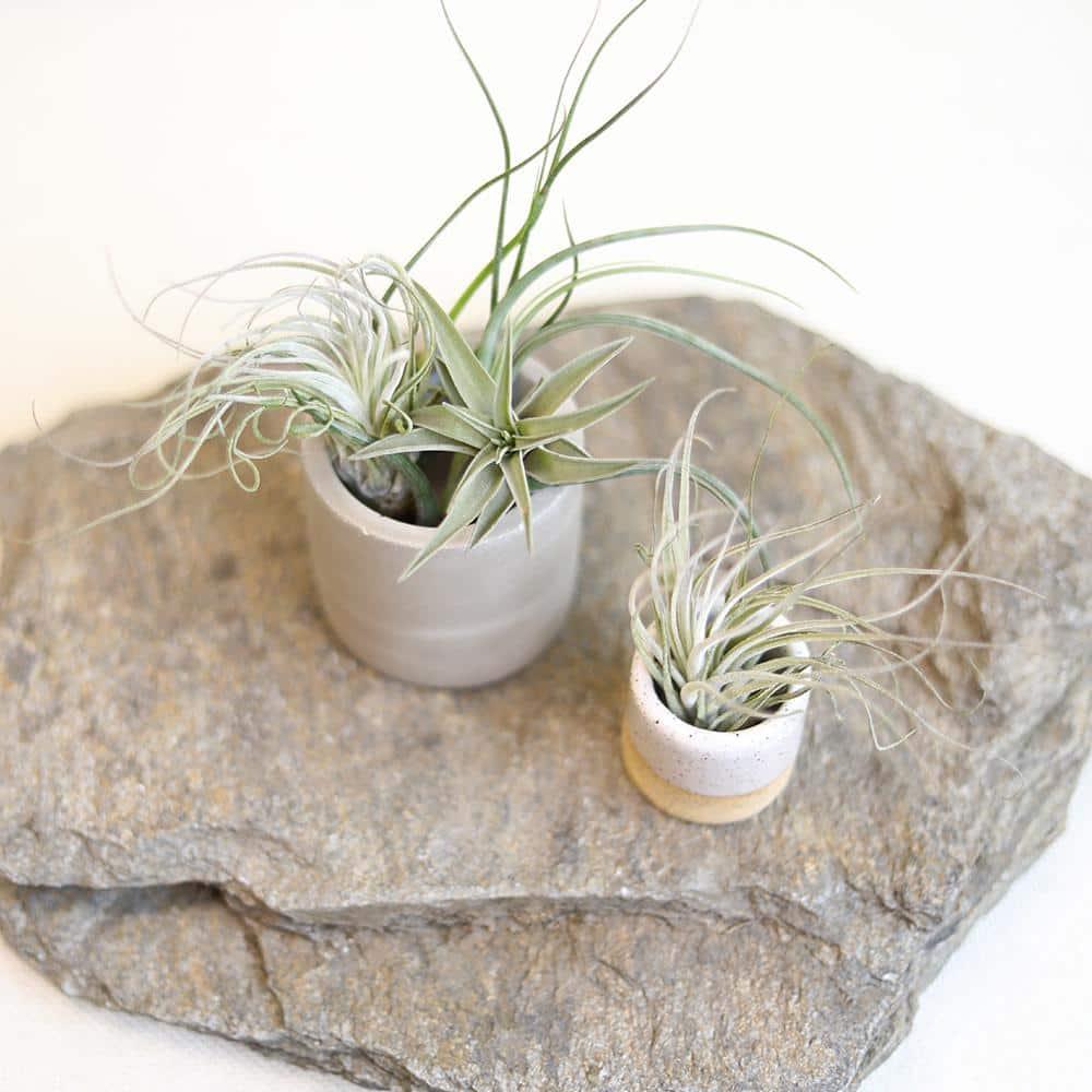Altman Plants 4" Tillandsia Live Air Plants (12 Pack)