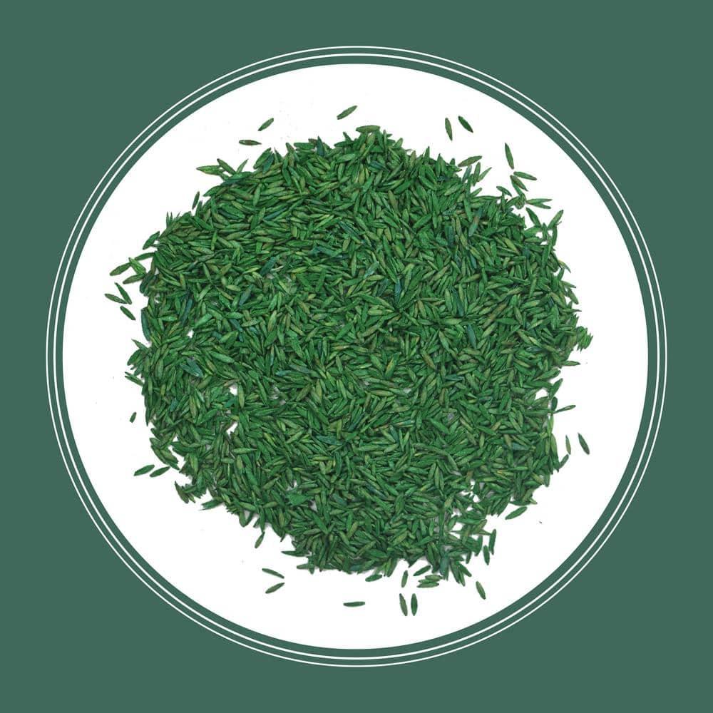 Pennington Kentucky 31 Tall Fescue Grass Sun or Shade Grass Seed 7 lb