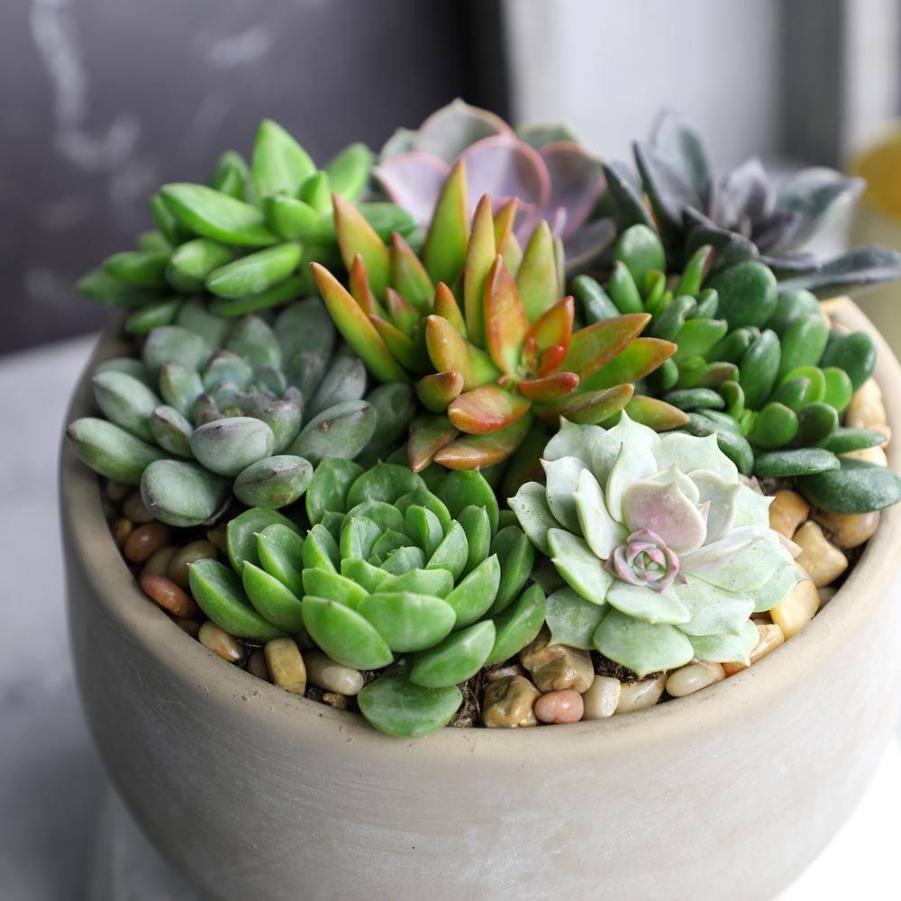 Altman Specialty Plants Live Succulent Plant in Nursery Pot