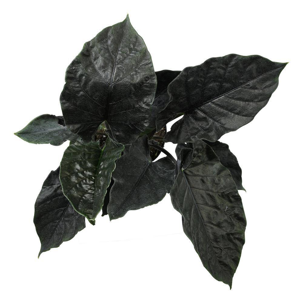 Alocasia de Terciopelo Antoro, Planta de Interior Poco Común 6 Pulgadas. Maceta de Cultivo; Sol Indirecto Element por Plantas Altman