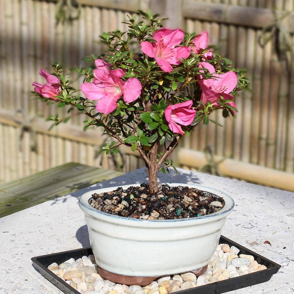 BINLIS Brussel's Satsuki Azalea Azalea Bonsai Live Tree