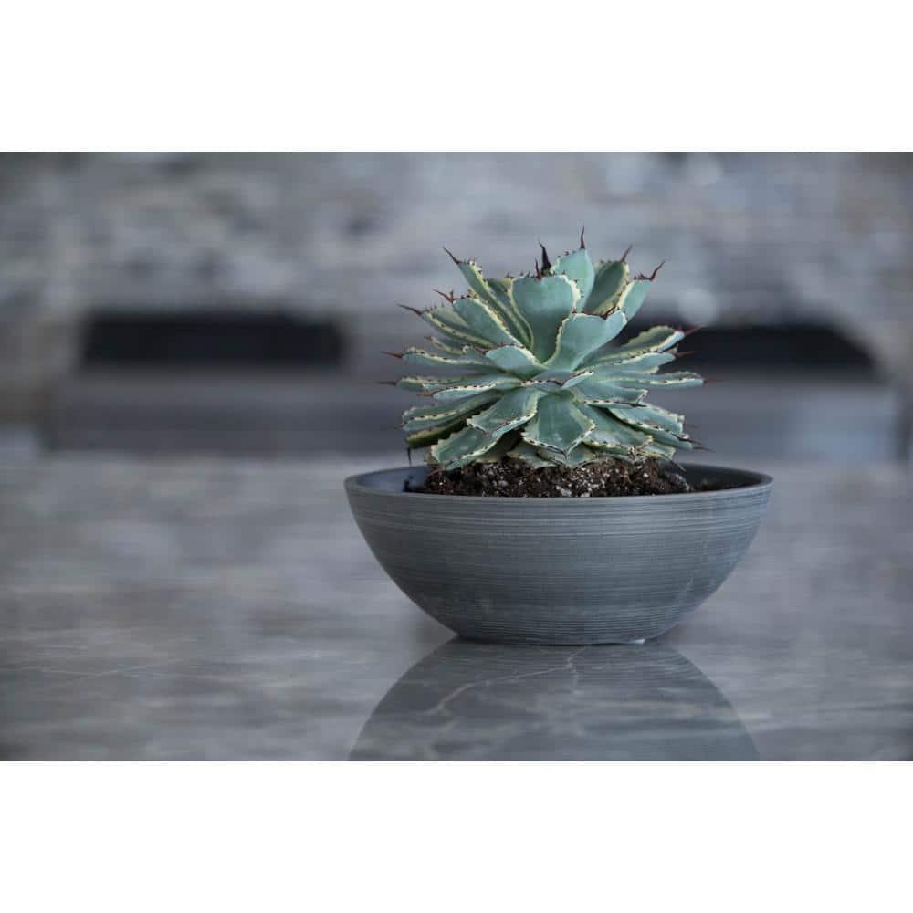 Algreen  4.5 x 12 x 12 in. Valencia Planter Bowl, Textured Charcoal - Pack of 2