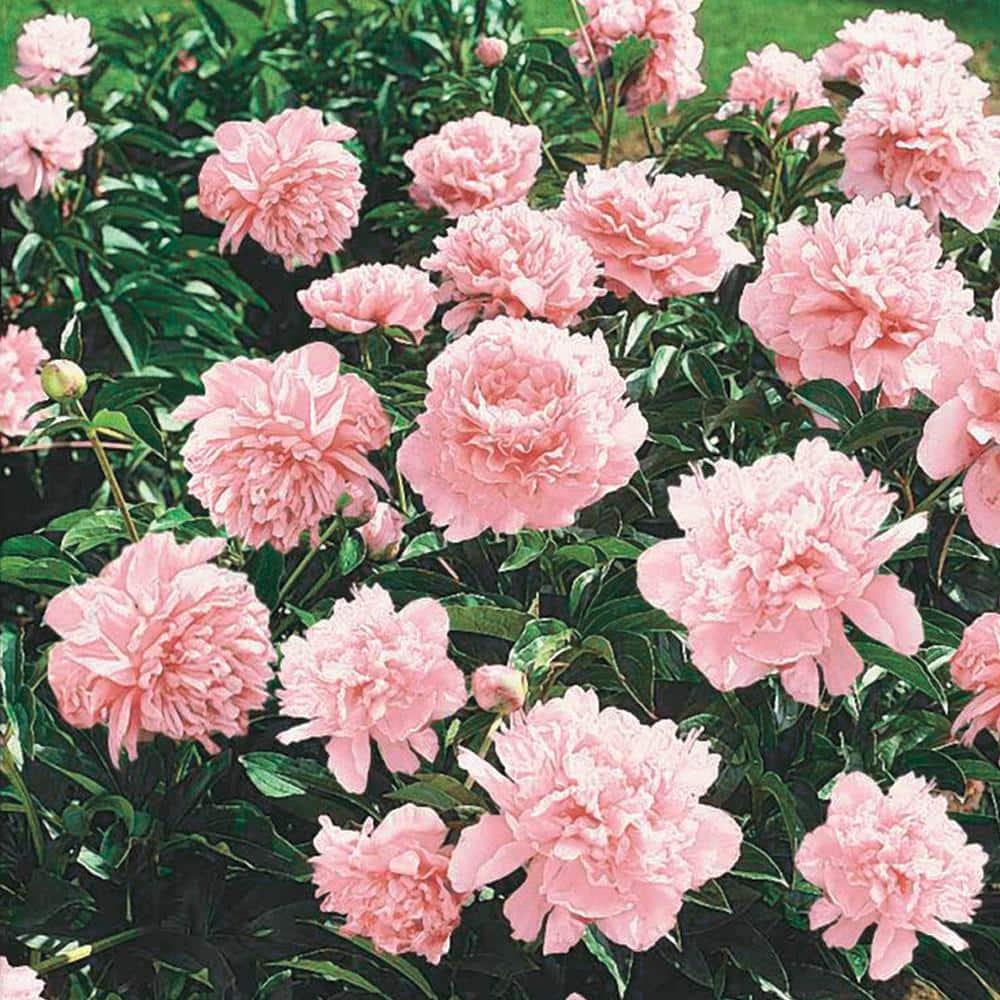 Pillow Talk Peony Dormant Bare Root Perennial Starter Plant (1-Pack)