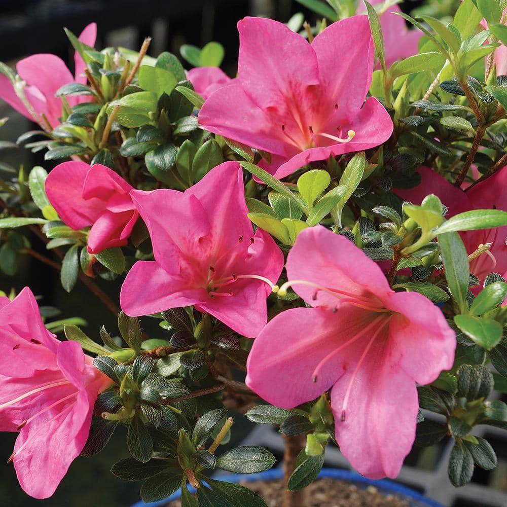 BINLIS Brussel's Satsuki Azalea Azalea Bonsai Live Tree