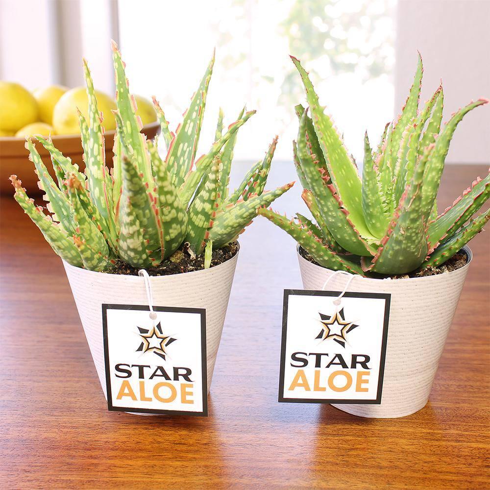 Altman Plants Colorful Star Aloe | Unique Houseplant Gift | 3.5 in Pot | Easy Plant Care | Full Sun
