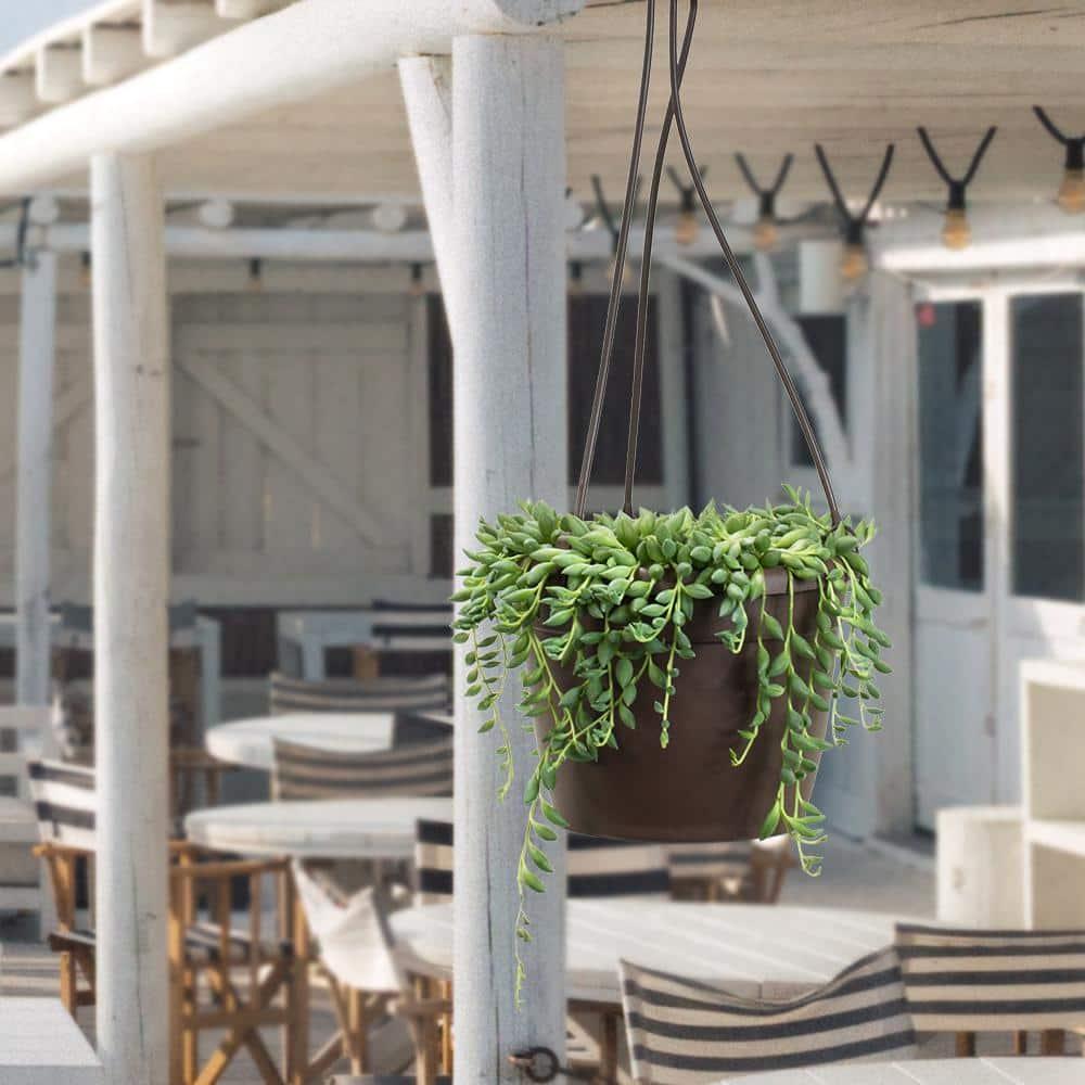 Altman Plants String of Raindrops Succulent (Senecio) 6" Easy Live Plant Hanging Basket