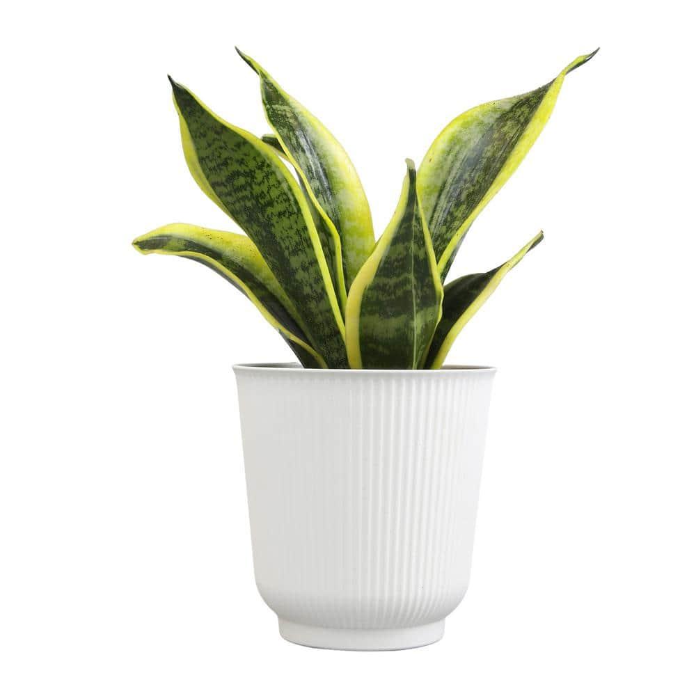 Superba Snake Plant, Clean Air Houseplant | 4.25 in Decor Pot; Full Sun | Element by Altman Plants