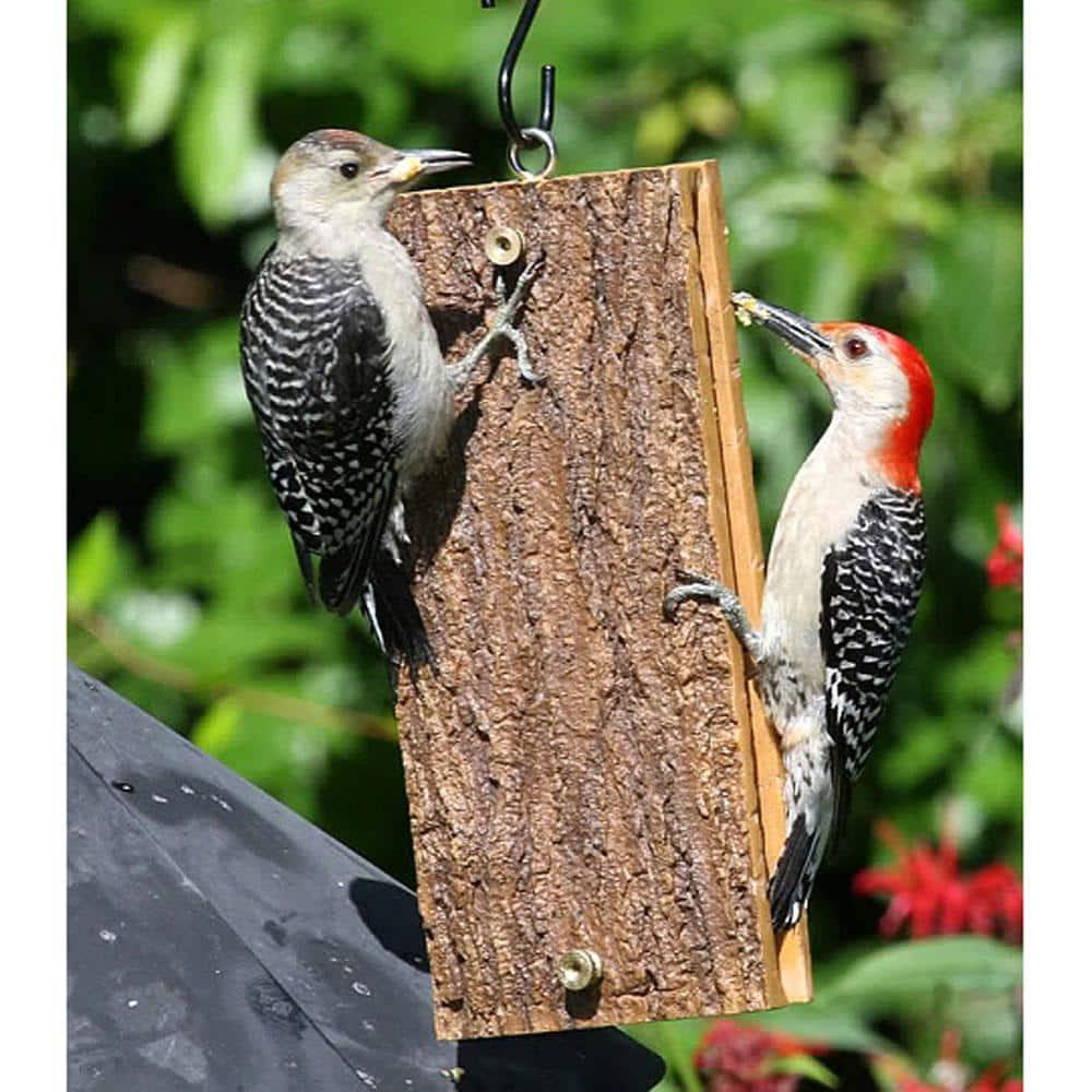 Birds Choice Spreadable Suet Feeder for Woodpeckers