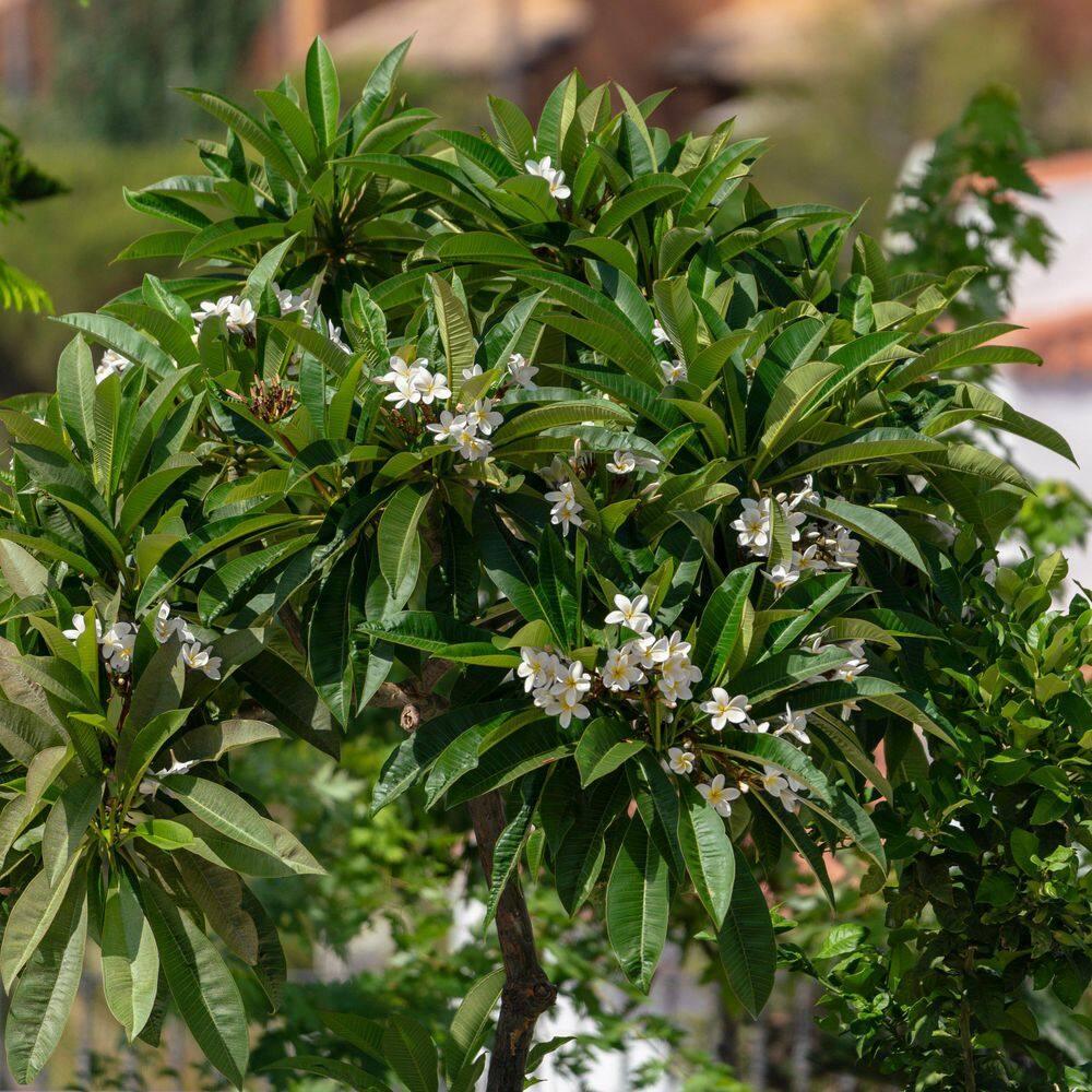 Hawaiian White Plumeria Plant Cutting ~ Grow Hawaii