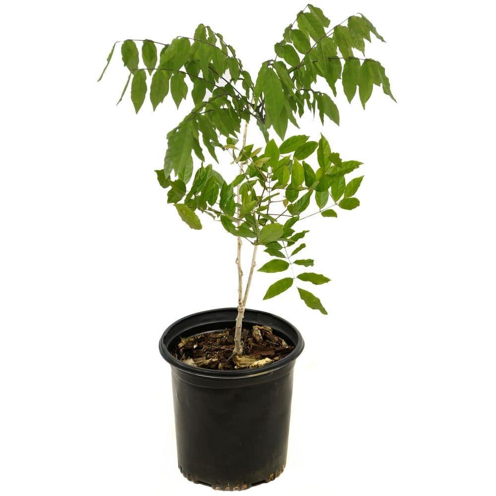 Live Perennial 1 gal Wisteria 'Amethyst Falls' with Full Sunlight