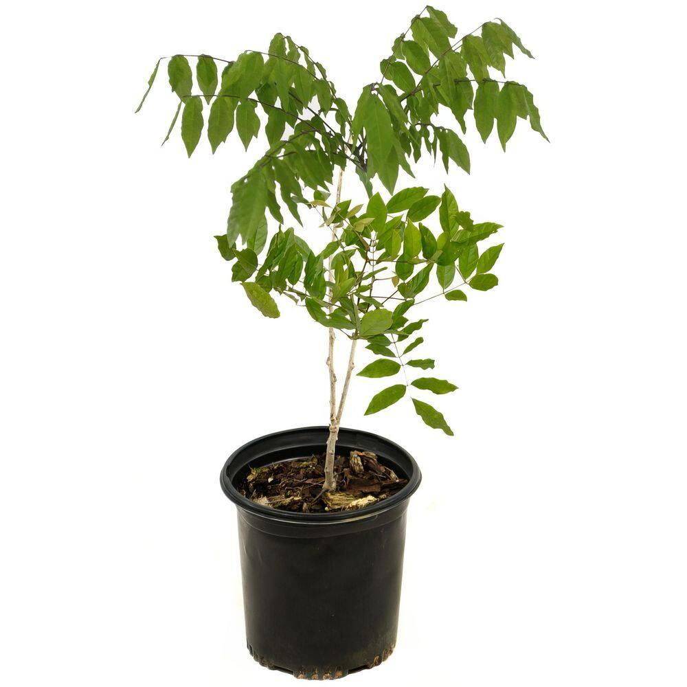 Live Perennial 1 gal Wisteria 'Amethyst Falls' with Full Sunlight