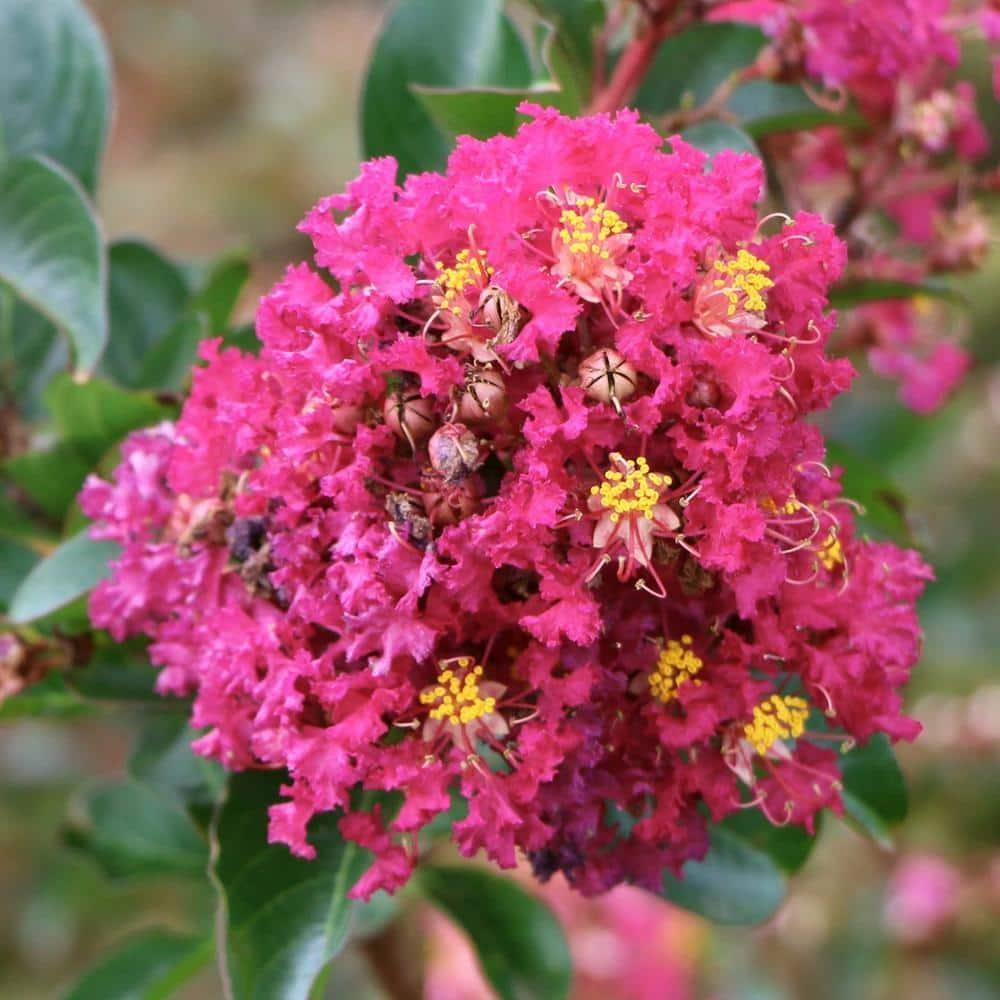 3 gal. Crape Myrtle Miami Shrub with Pink Flowers