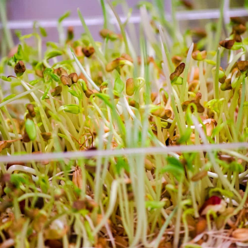 Gardens Alive! Seed Sprouter Growing Kit - Grow 2 levels for sprouts - Seeds Not Included