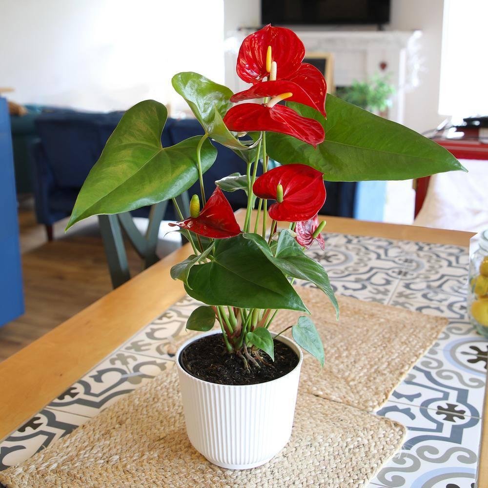 Planta de Interior con Flor de Flamenco Anthurium Roja / Maceta Decorativa de 6 Pulgadas; Luz / Elemento Indirecta de Altman Plants