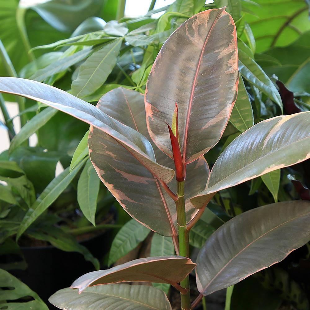 Variegated Ficus Ruby Rubber Tree Plant | 6in Decor Pot; Indirect Light | Element by Altman Plants
