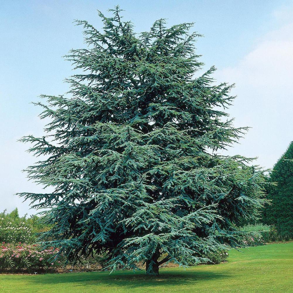 Electric Blue Deodora Cedar Tree Potted Evergreen Plant, in a 2.25 Gal. Pot