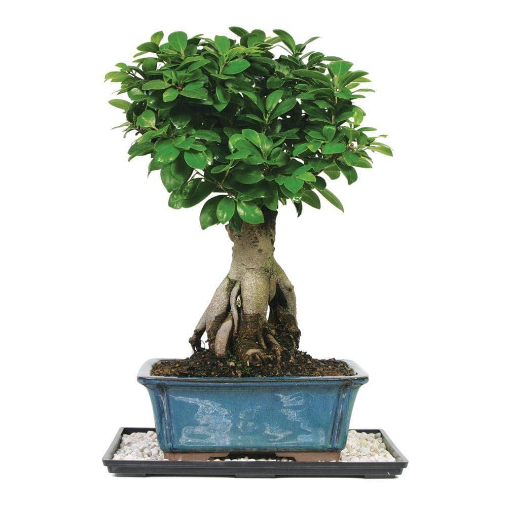 Brussel's Bonsai 12" Ginseng Grafted Ficus Live Plants in 6" Grower Pots (2 Count)