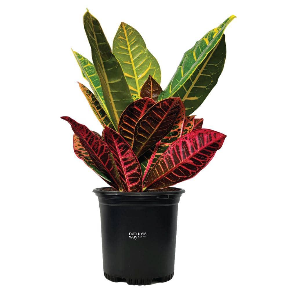 Nature's Way Farms Croton Petra Live Plant (15-25in. tall) in Growers Pot