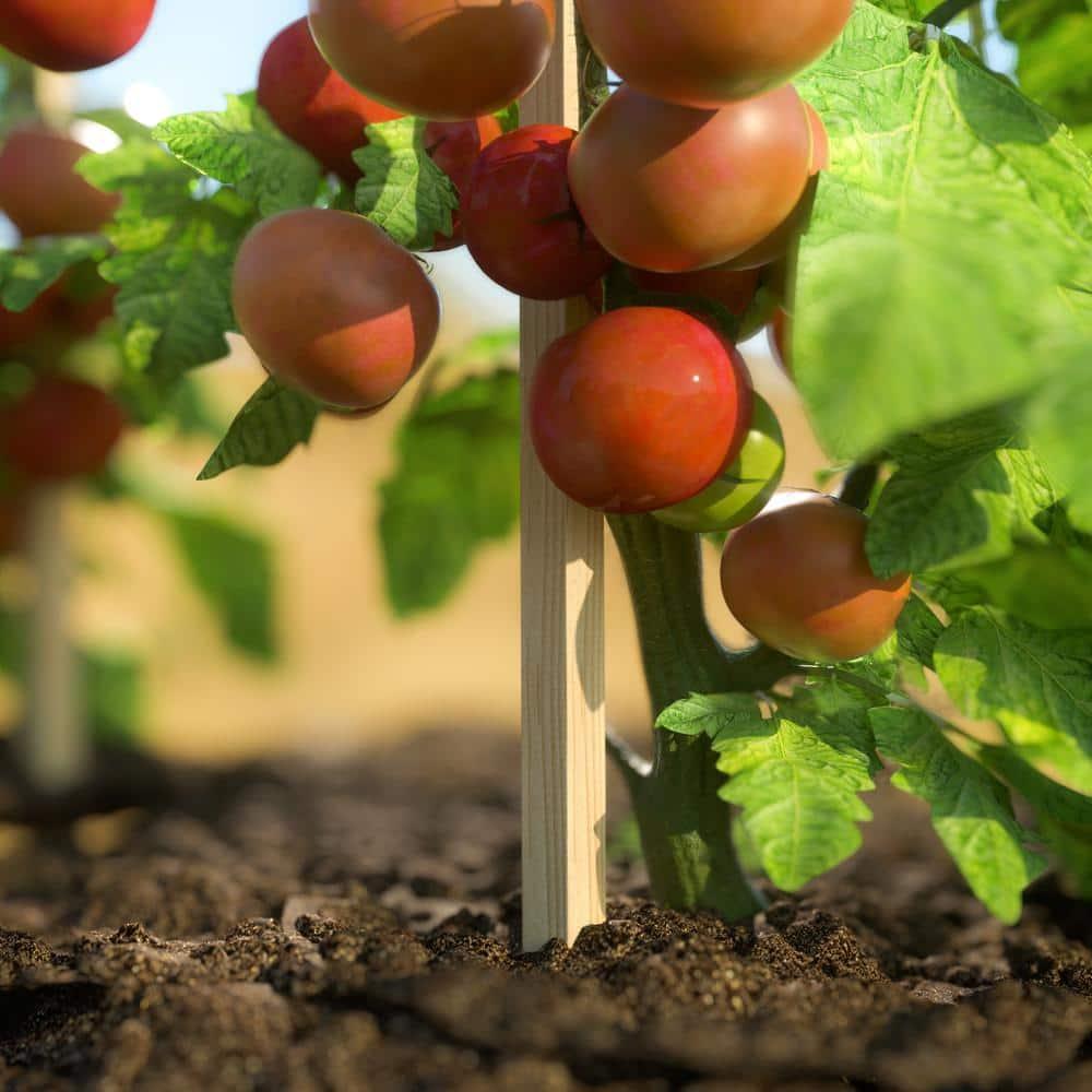 Greenes 24 in. Cedar Wood Garden Stakes (48-Pack)