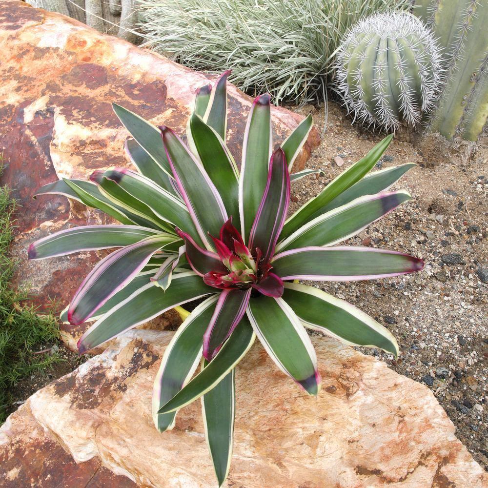 Altman Plants Neoregelia Rafael | Bromeliad Houseplant & Perennial | 4qt. Grow Pot; Indirect Light