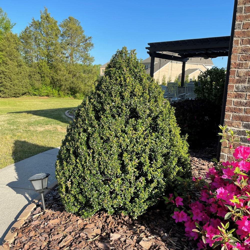 Steeds Upright Japanese Holly (Ilex) Shrub (7 Gallon)