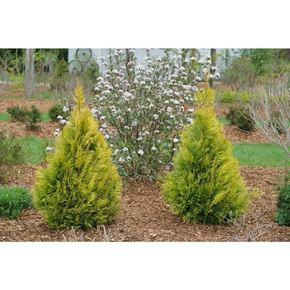 Proven Winners 1 Gallon Fluffy Western Arborvitae (Thuja) Live Evergreen Shrub
