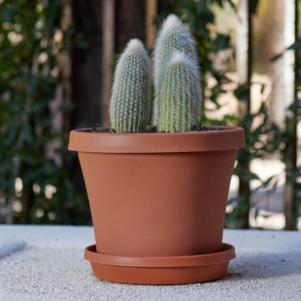 Bloem TerraPot 10.7 in. H X 12 in. D Resin Planter Terracotta Clay