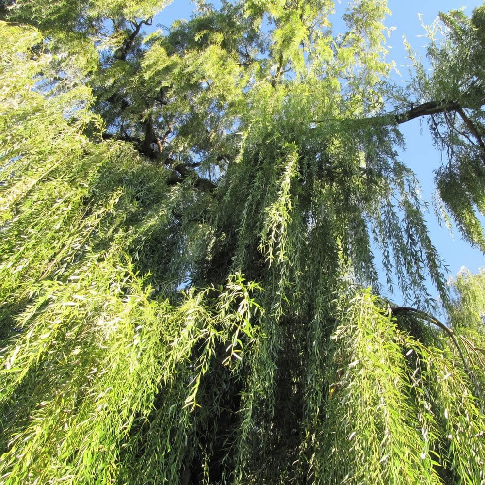 2.25 Gallon Weeping Willow Tree with Yellow Blossoms