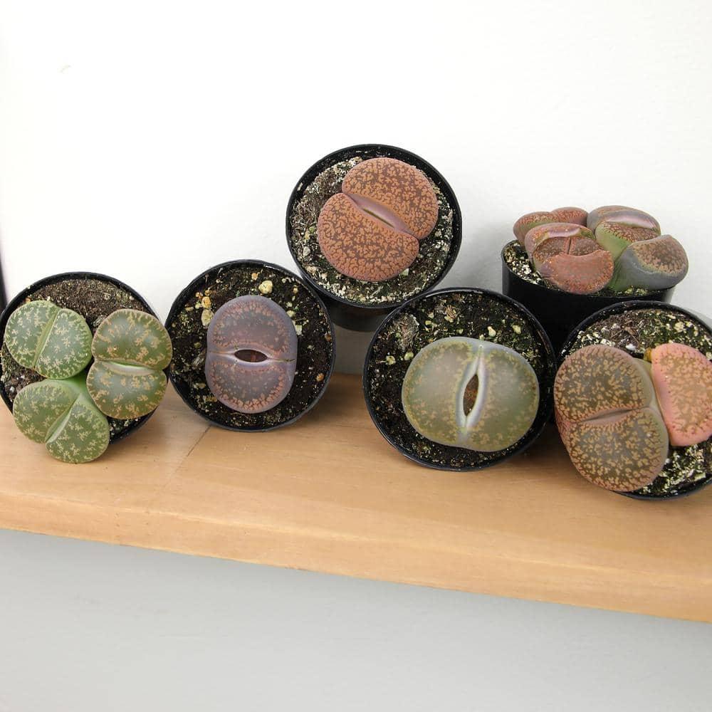 Altman Plants Living Stones Pet-safe Succulents 4-pack (Lithops) in 2.5 in. Grower Pots