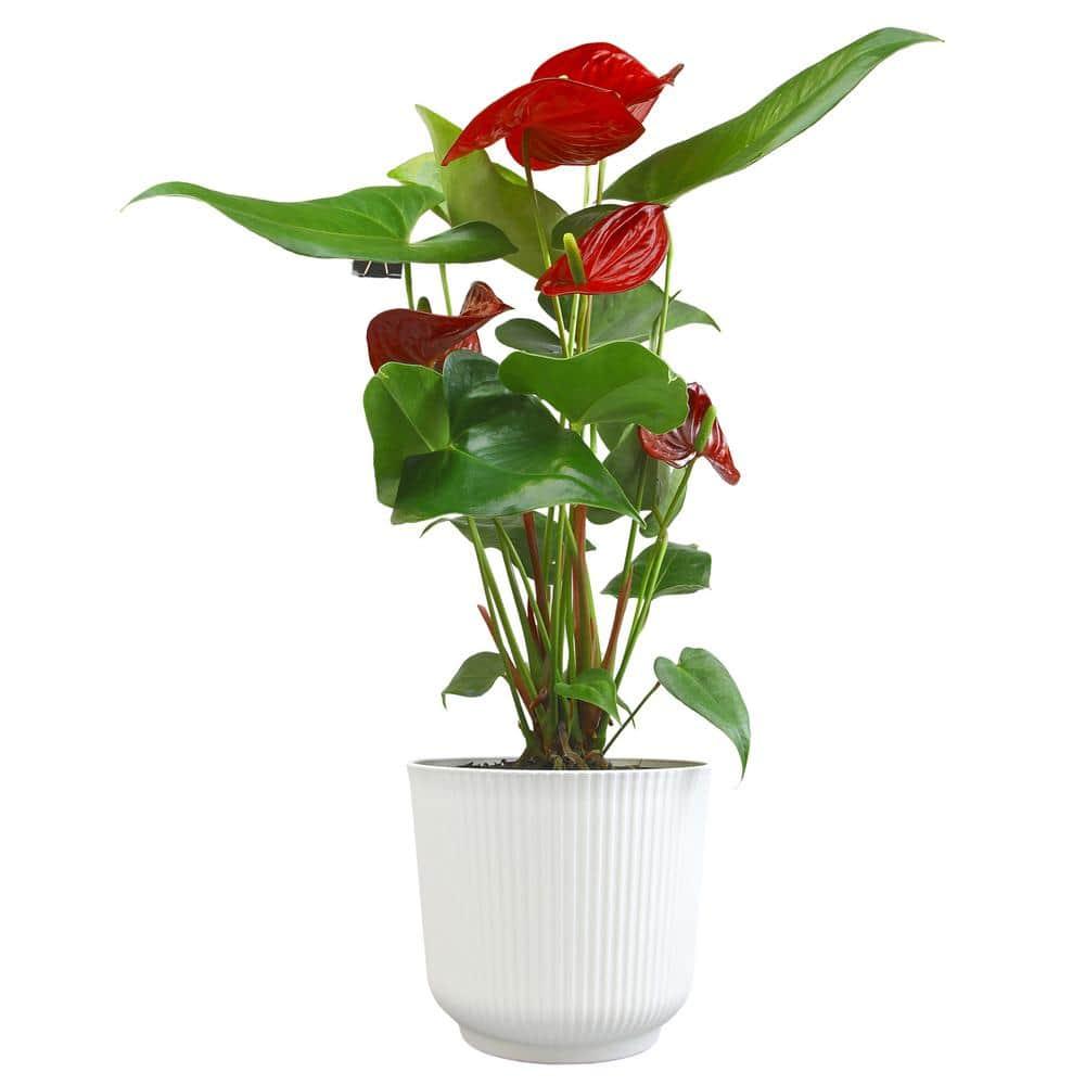 Planta de Interior con Flor de Flamenco Anthurium Roja / Maceta Decorativa de 6 Pulgadas; Luz / Elemento Indirecta de Altman Plants
