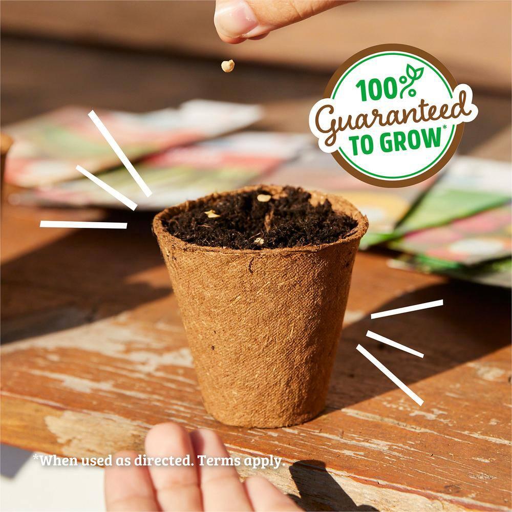 Back to the Roots Organic Sunflower 'Lemon Queen', 1 Seed packet