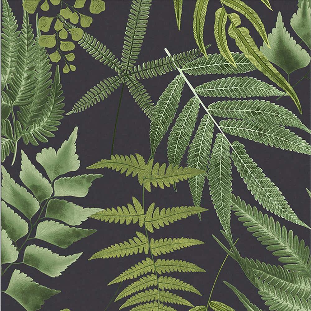Midsummer Fern Black and Green Tropical Leaves Paste the Wall Wallpaper