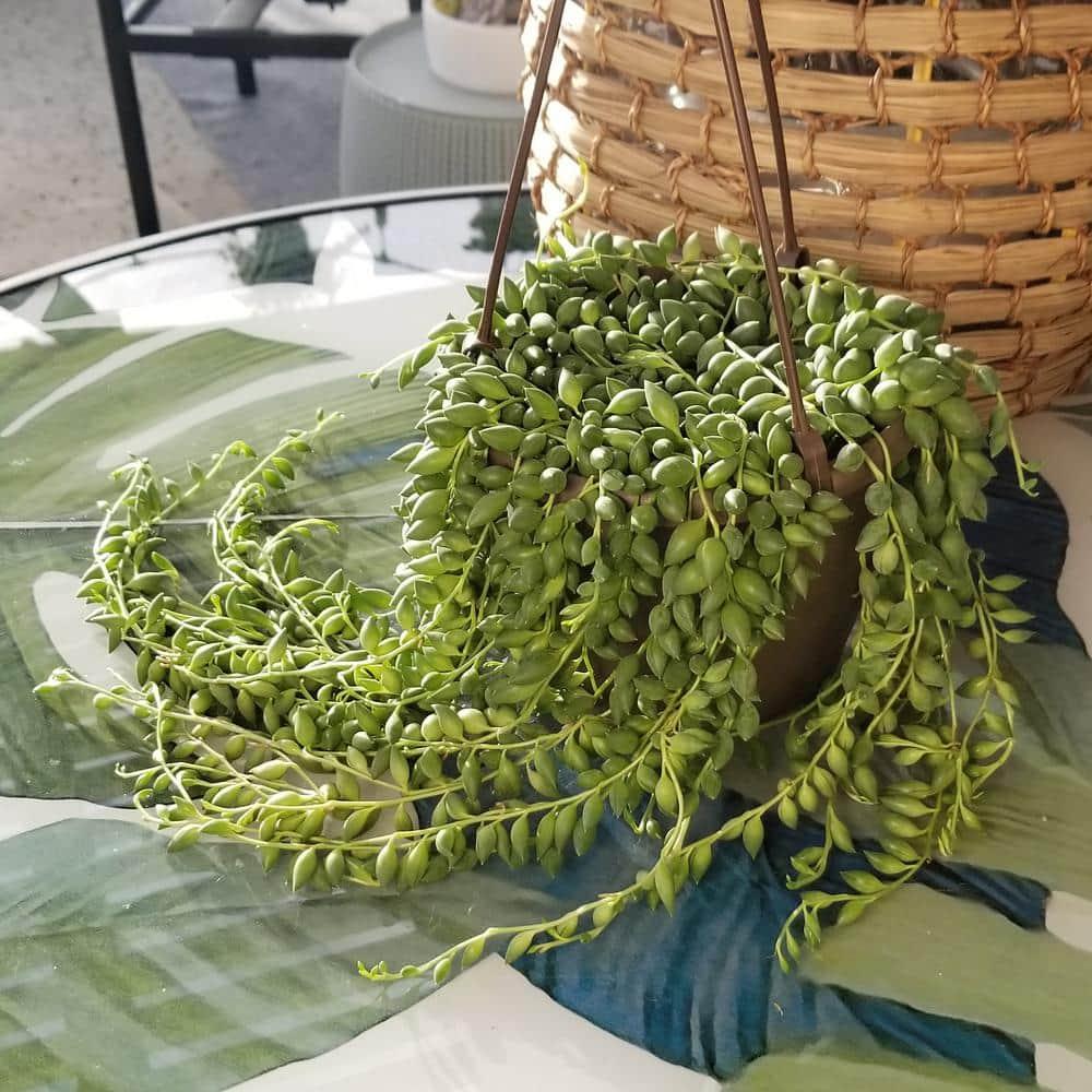 Altman Plants String of Raindrops Succulent (Senecio) 6" Easy Live Plant Hanging Basket