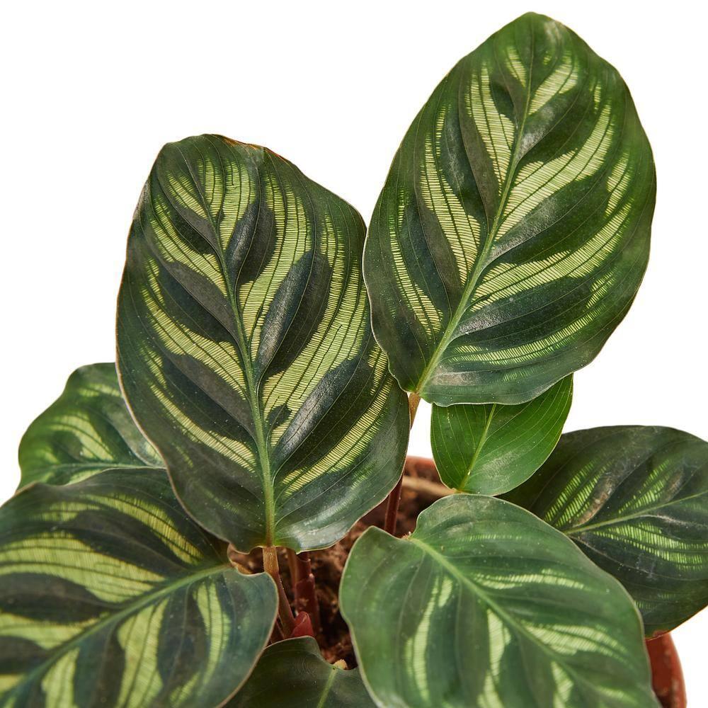 House Plant Shop House Plant Shop Live Foliage Plant