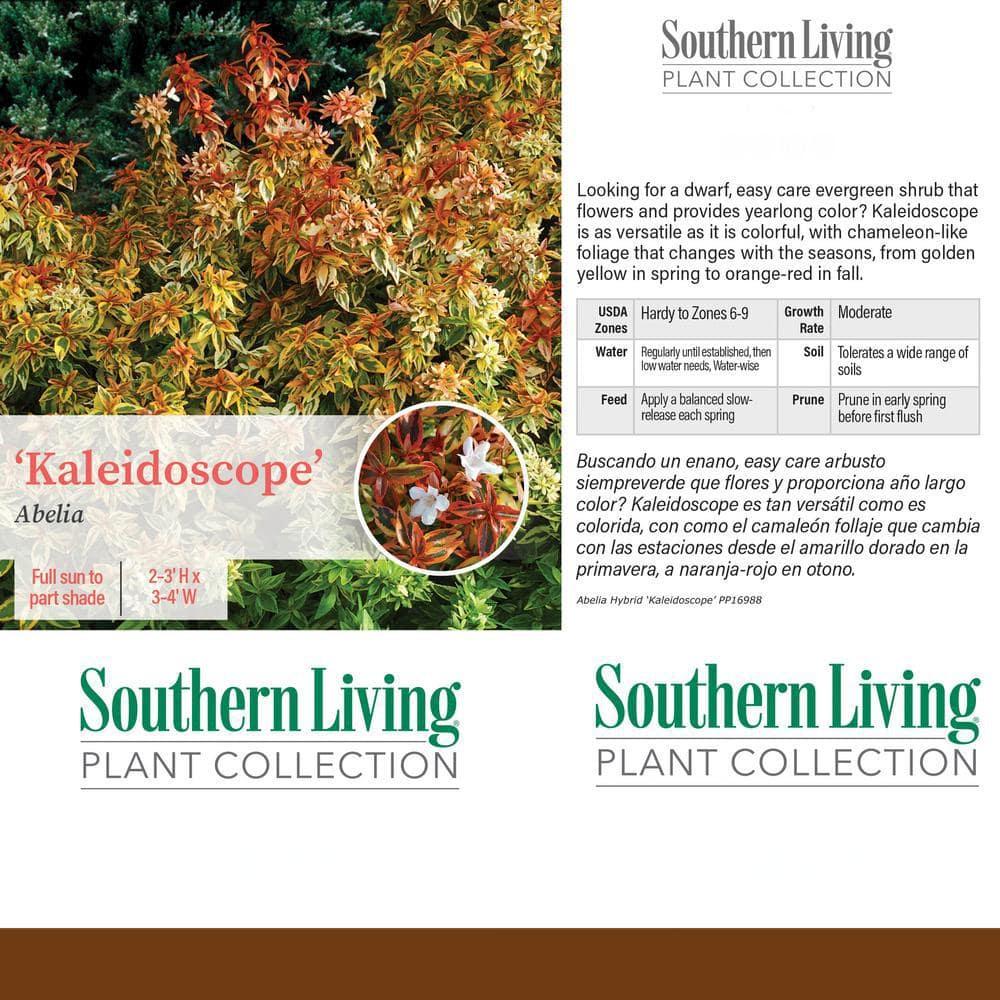 Southern Living Abelia Kaleidoscope Live Shrub in 2-Gallon Grower Pot