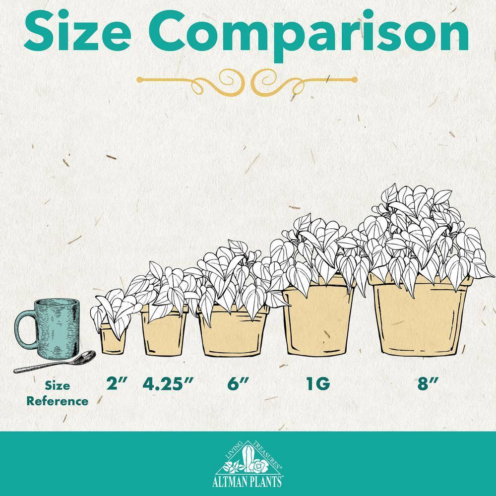 Lemon Lime Corn Plant in 6" White Décor Pot | Easy Care, Filtered Sun | Element by Altman Plants