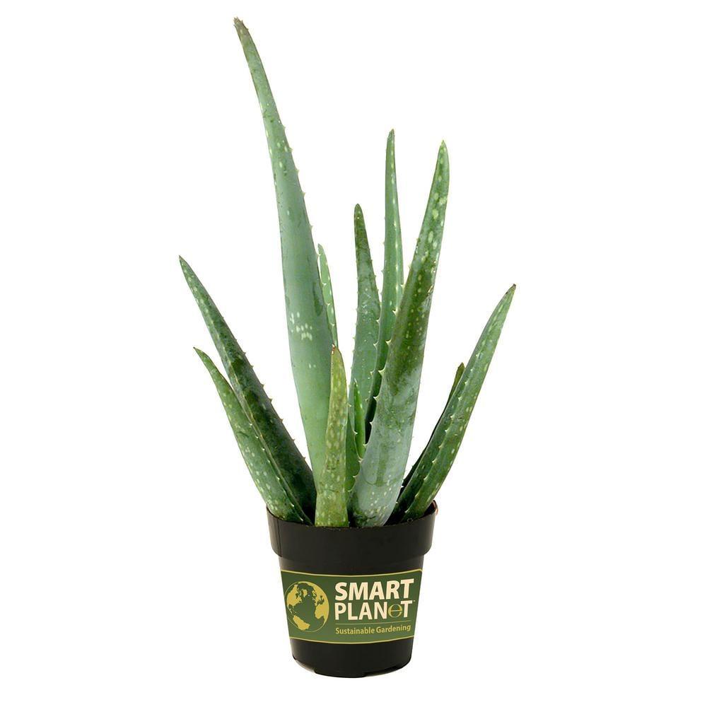 Element by Altman Plants Aloe Vera Succulent 3PK - Live House Plants - 3.5 in Grower Pot