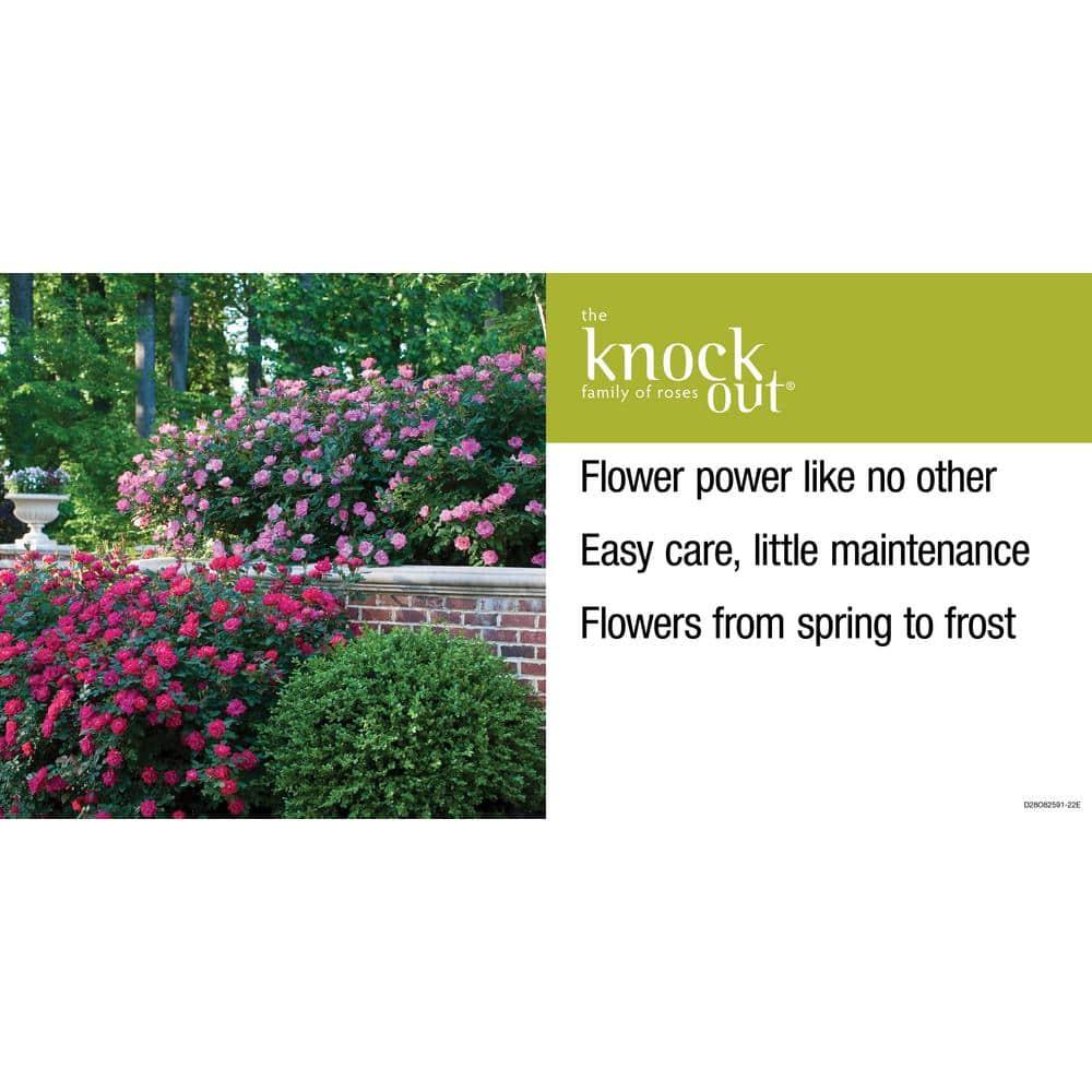 'The Red Double Knock Out® Rose' Live Shrub (1 gallon)